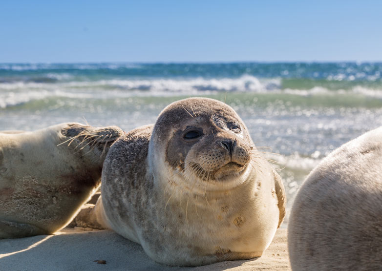 Weltnaturerbe Wattenmeer von oben