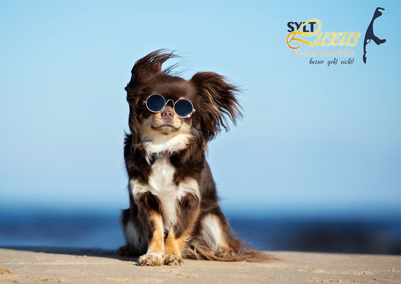 Sylter Hundstage