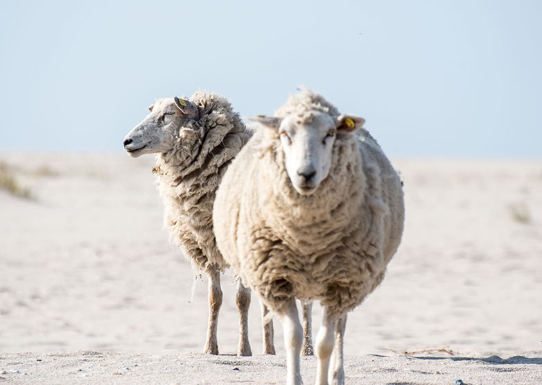 Ferienwohnung "Feskerdam 28 "W3"" in Morsum auf Sylt